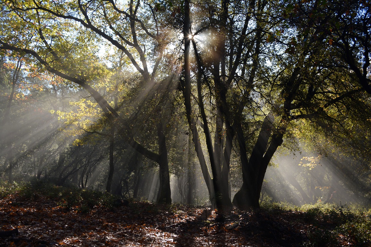 Miškas, Spinduliai, Gamta, Kraštovaizdis, Miško Peizažas, Saulės Šviesa, Lauke, Miško Medžiai, Peizažas, Saulės Spinduliai