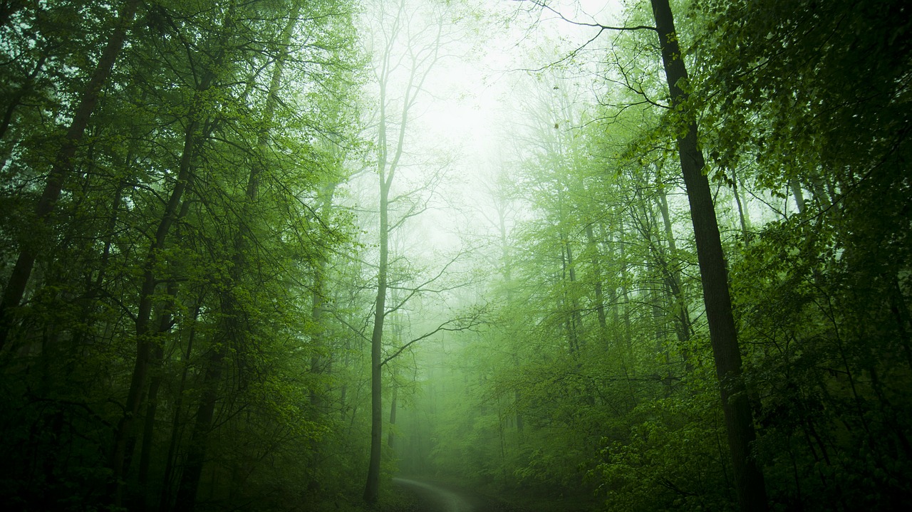 Miškas, Miškai, Medžiai, Medis, Gamta, Kraštovaizdis, Morgenstimmung, Nemokamos Nuotraukos,  Nemokama Licenzija