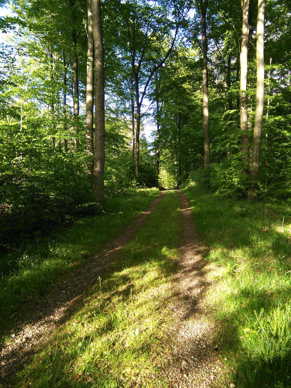 Miškas, Miško Takas, Natūralus, Eglės, Idilija, Nuotaika, Iškylai, Tyla, Ro, Denmark