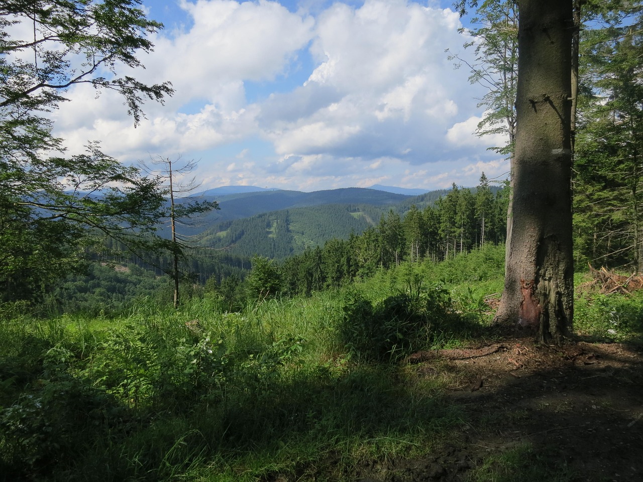 Miškas, Dangus, Gamta, Vaizdas, Nemokamos Nuotraukos,  Nemokama Licenzija