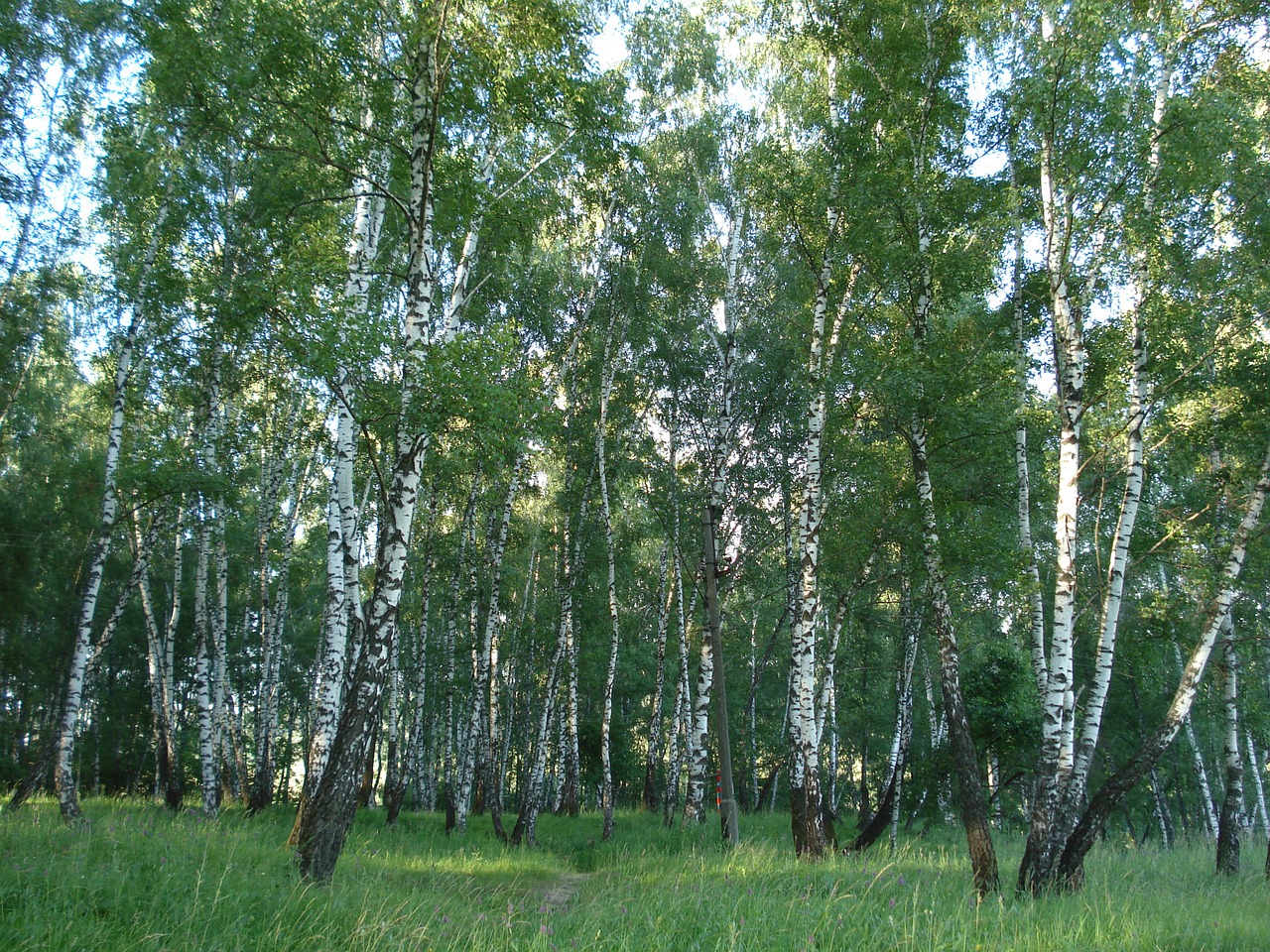 Miškas, Beržas, Rusija, Vasara, Gamta, Medžiai, Žalias, Žolė, Kraštovaizdis, Gyvoji Gamta