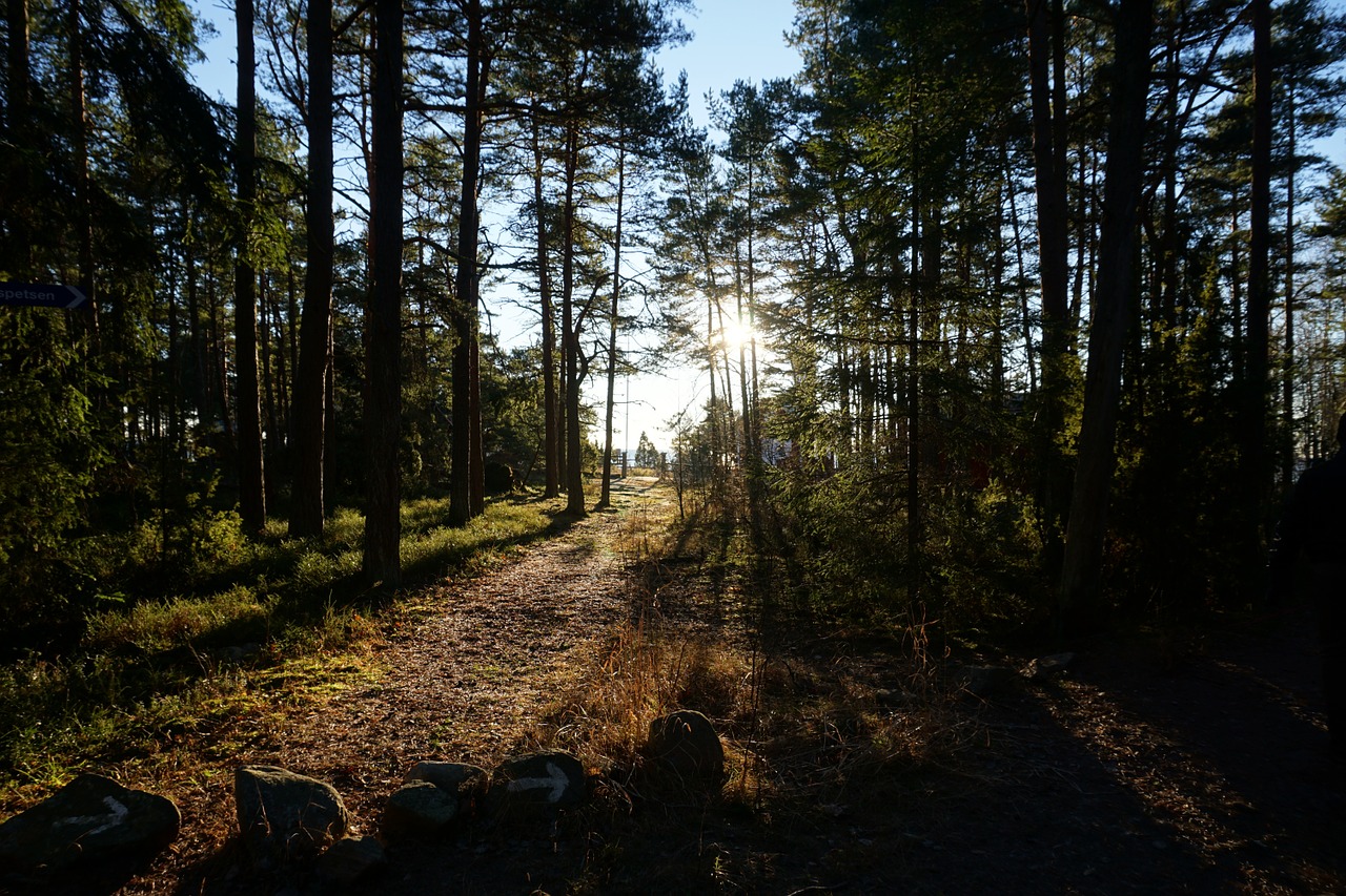 Miškas, Medis, Aplinkosauga, Gamta, Šviesa, Saulės Energija, Spygliuočių Miškas, Švedija, Nemokamos Nuotraukos,  Nemokama Licenzija