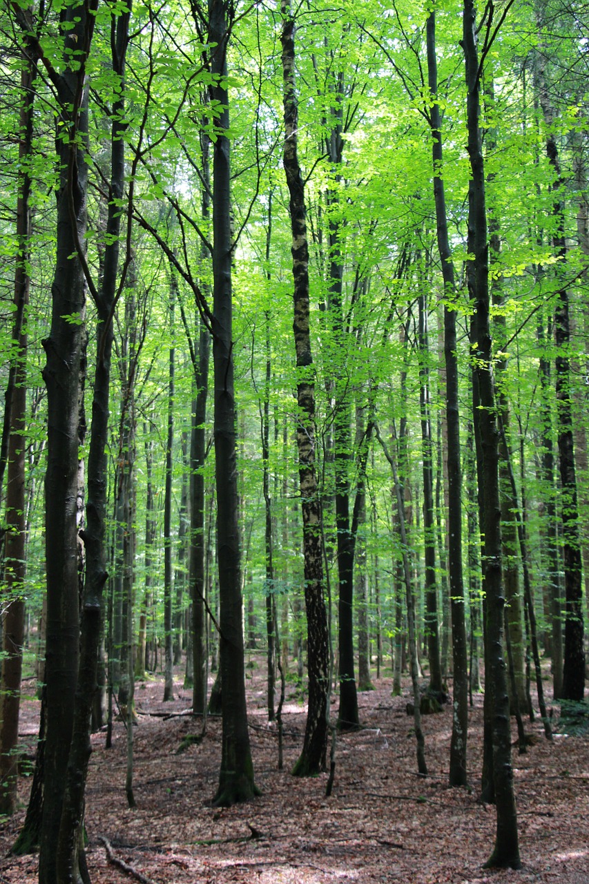 Miškas, Medžiai, Bavarijos Miškas, Nemokamos Nuotraukos,  Nemokama Licenzija