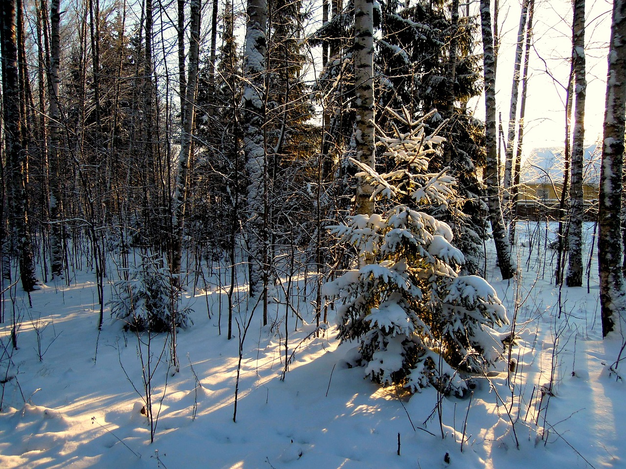 Miškas, Medis, Suomių, Gamta, Filialai, Reljefas, Žiema, Sniegas, Kraštovaizdis, Šaltas