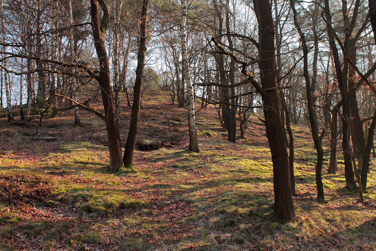 Miškas, Medis, Gamta, Šviesa, Kraštovaizdis, Nuotaika, Filialų Filialai, Miškai, Nemokamos Nuotraukos,  Nemokama Licenzija