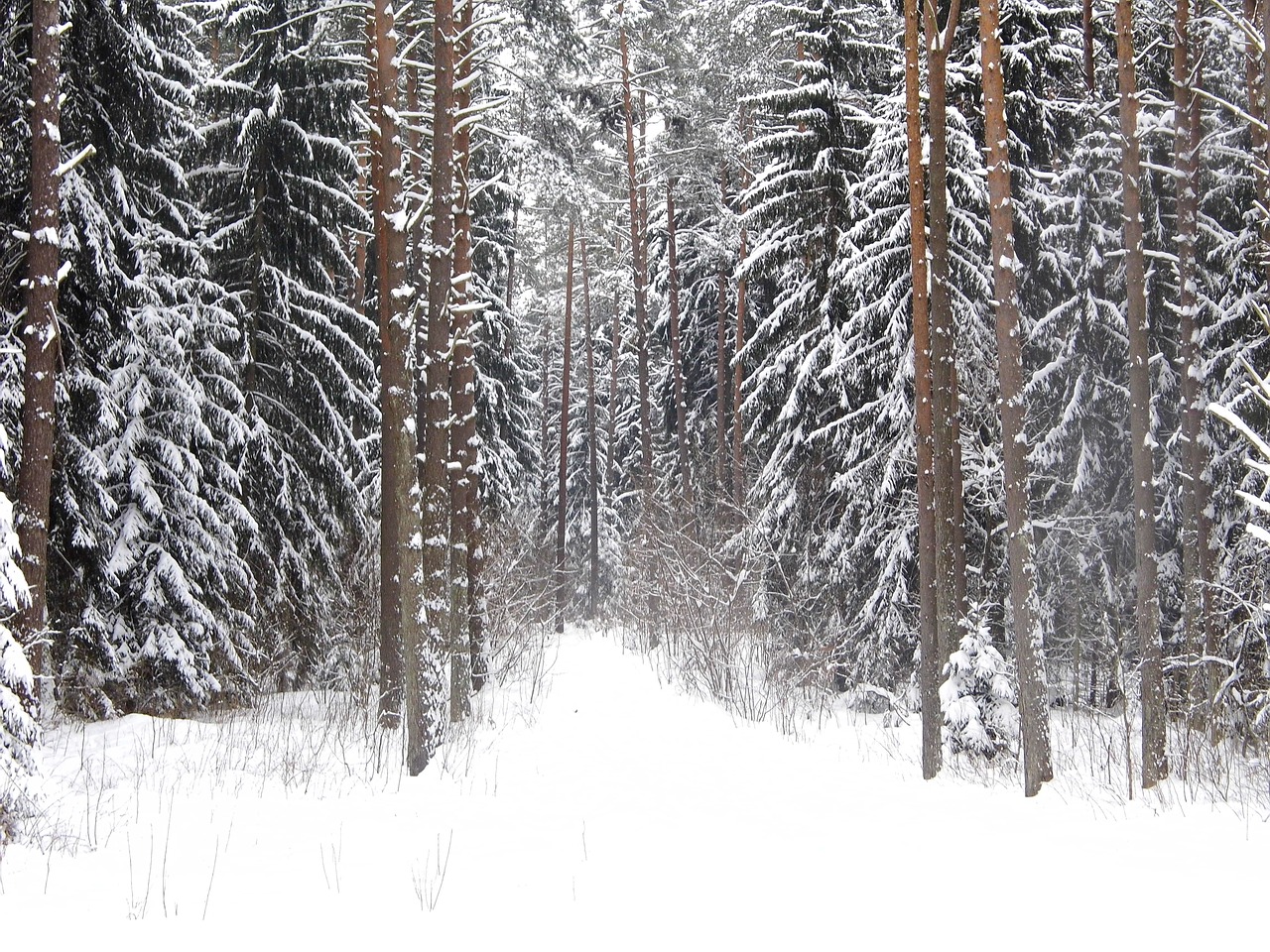 Miškas, Žiema, Sniegas, Medis, Nemokamos Nuotraukos,  Nemokama Licenzija