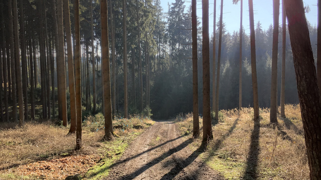 Miškas, Medis, Kraštovaizdis, Gamta, Kalnas, Niederbayern, Šešėlių Žaidimas, Poilsis, Tylus, Miškininkystė