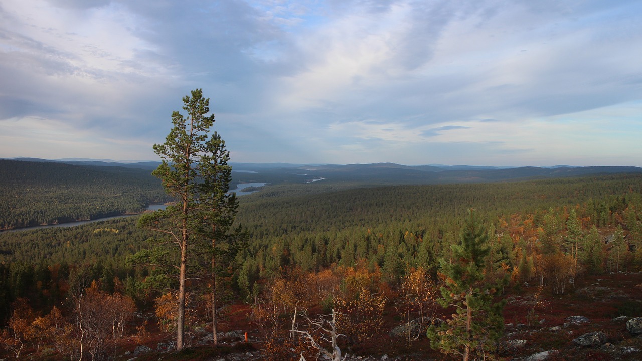 Miškas, Gamta, Kraštovaizdis, Nukrito, Lauke, Žygiai, Arktinis Apskritimas, Laplandas, Finland, Nemokamos Nuotraukos