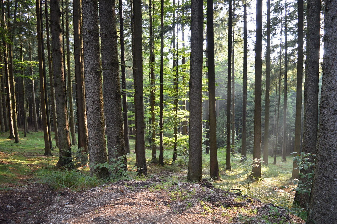 Miškas, Saulės Šviesa, Gamta, Nemokamos Nuotraukos,  Nemokama Licenzija