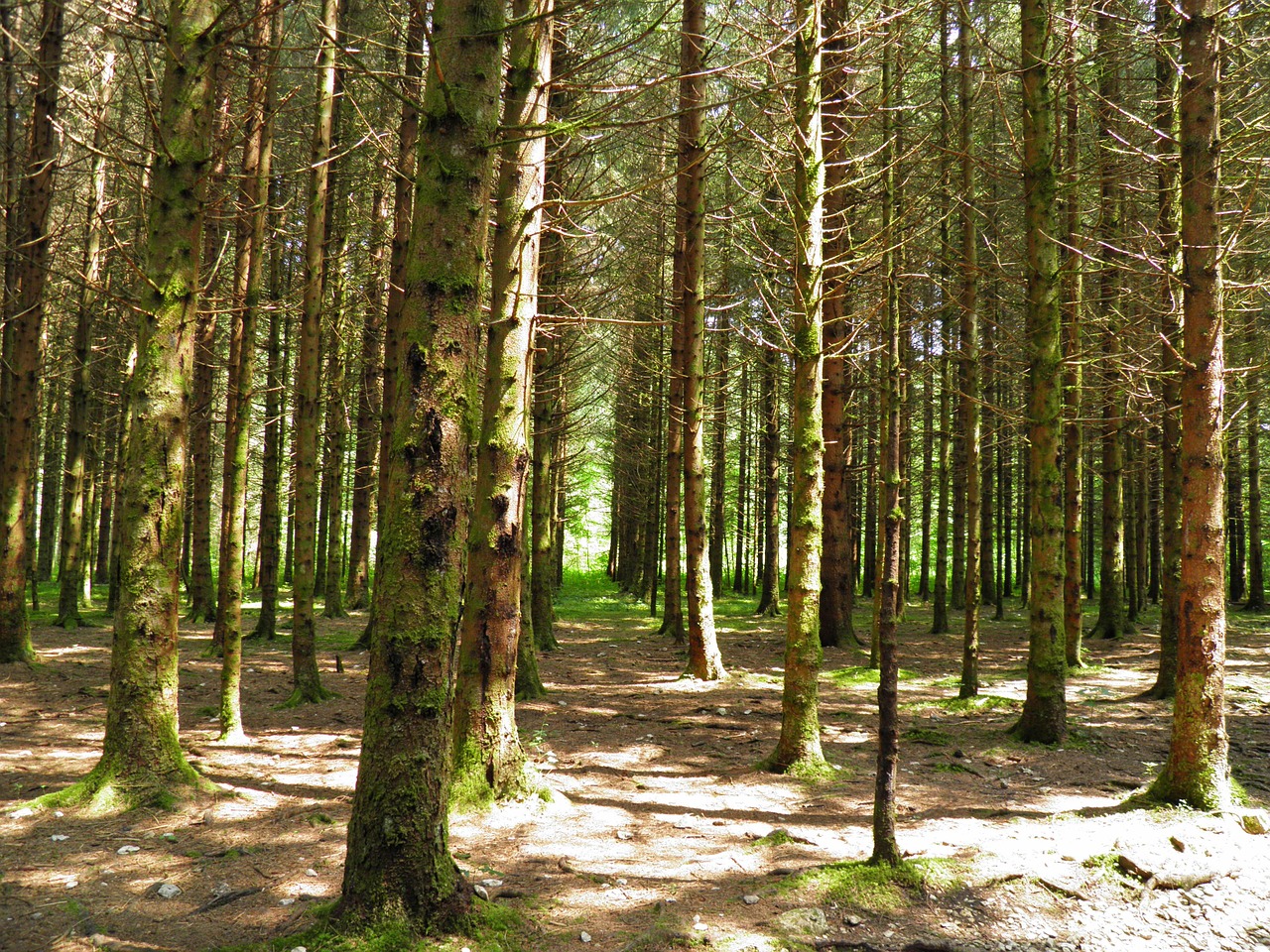 Miškas, Medžiai, Jura, France, Vasara, Kraštovaizdis, Žalias, Kalnas, Nemokamos Nuotraukos,  Nemokama Licenzija