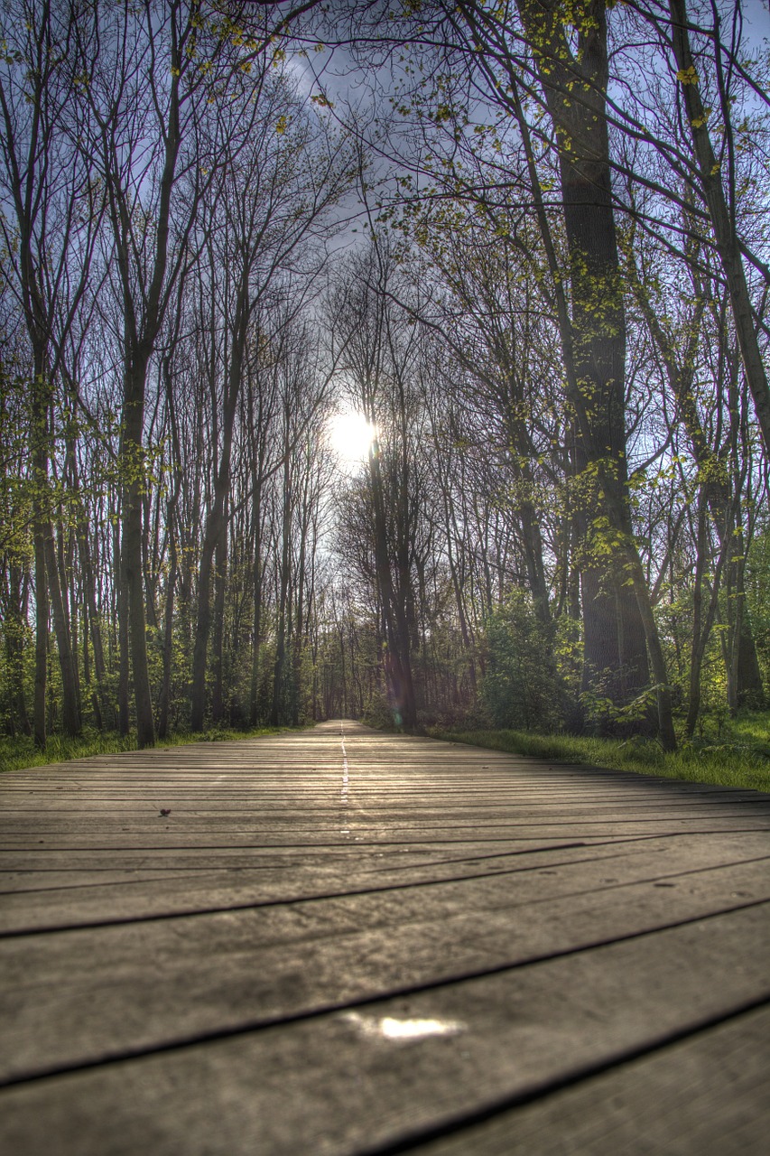 Miškas, Hdr, Oostende, Nemokamos Nuotraukos,  Nemokama Licenzija