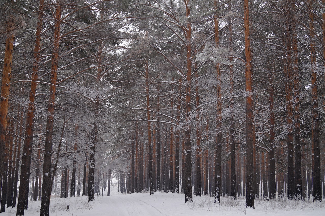 Miškas, Medžiai, Žiemos Miškas, Gamta, Medžių Kamienus, Kraštovaizdis, Nemokamos Nuotraukos,  Nemokama Licenzija