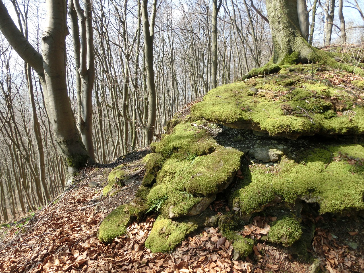 Miškas, Kalnai, Samanos, Schaumburg, Weser Uplands, Kraštovaizdis, Gamta, Lapai, Paschenburg, Nemokamos Nuotraukos