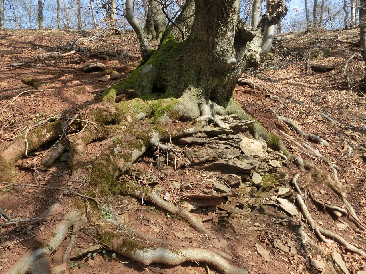 Miškas, Kalnai, Samanos, Schaumburg, Weser Uplands, Kraštovaizdis, Gamta, Lapai, Paschenburg, Šaknis