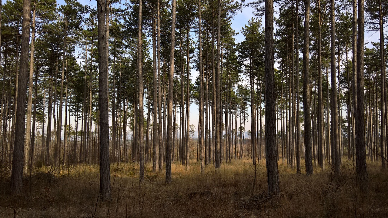 Miškas, Pavasaris, Nuotaika, Saulėtas, Medžių Kamienus, Medžiai, Gamta, Nemokamos Nuotraukos,  Nemokama Licenzija