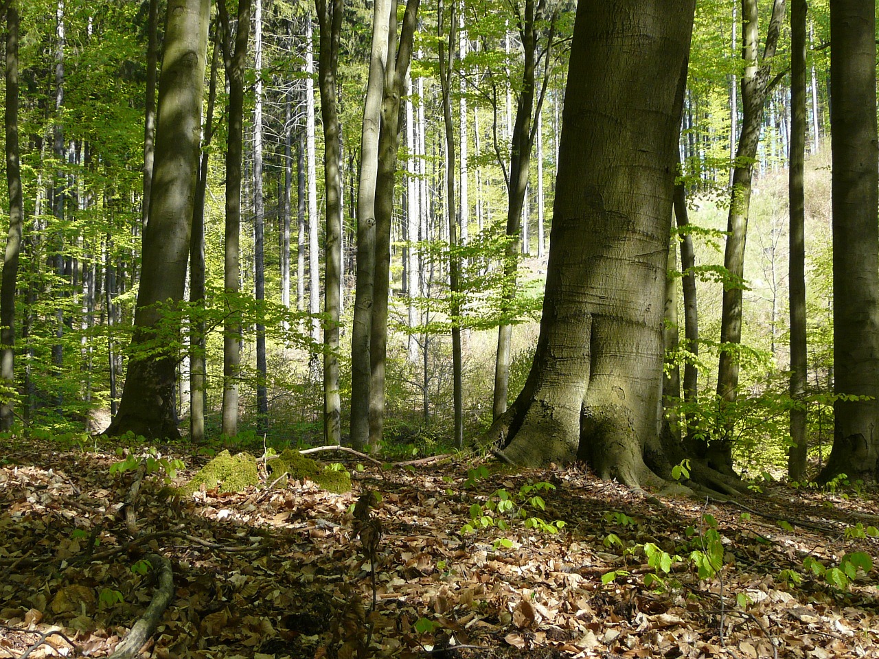 Miškas, Medžiai, Pavasaris Miške, Bukas, Lapai, Gamta, Buko Miškas, Nemokamos Nuotraukos,  Nemokama Licenzija