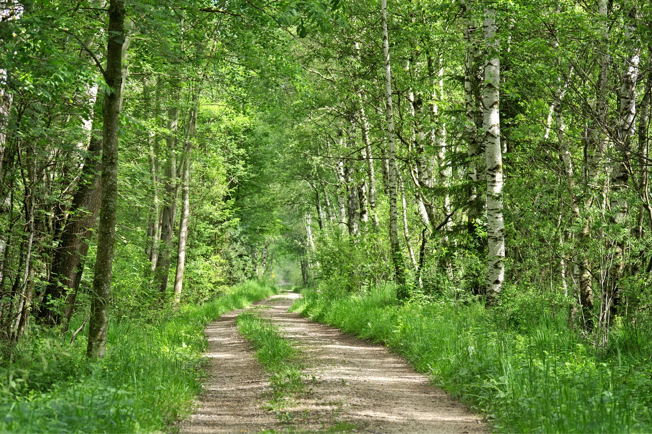 Miškas, Toli, Gamta, Medžiai, Miško Takas, Takas, Gamtos Takas, Žygiai, Pavasaris, Vaikščioti