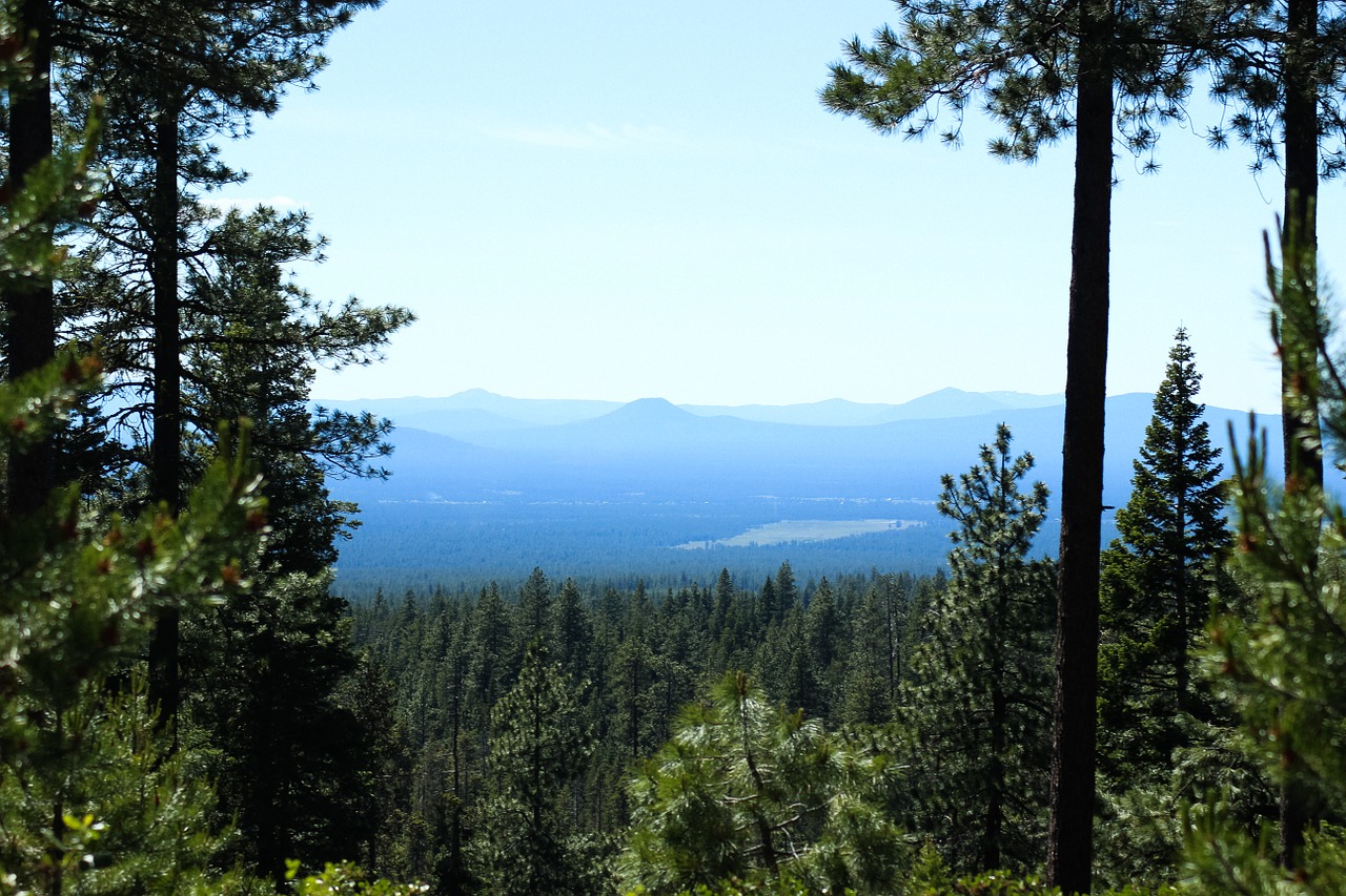 Miškas, Oregonas, Gamta, Kraštovaizdis, Medžiai, Kelionė, Žalias, Šiaurės Vakarai, Amerikietis, Vaizdingas