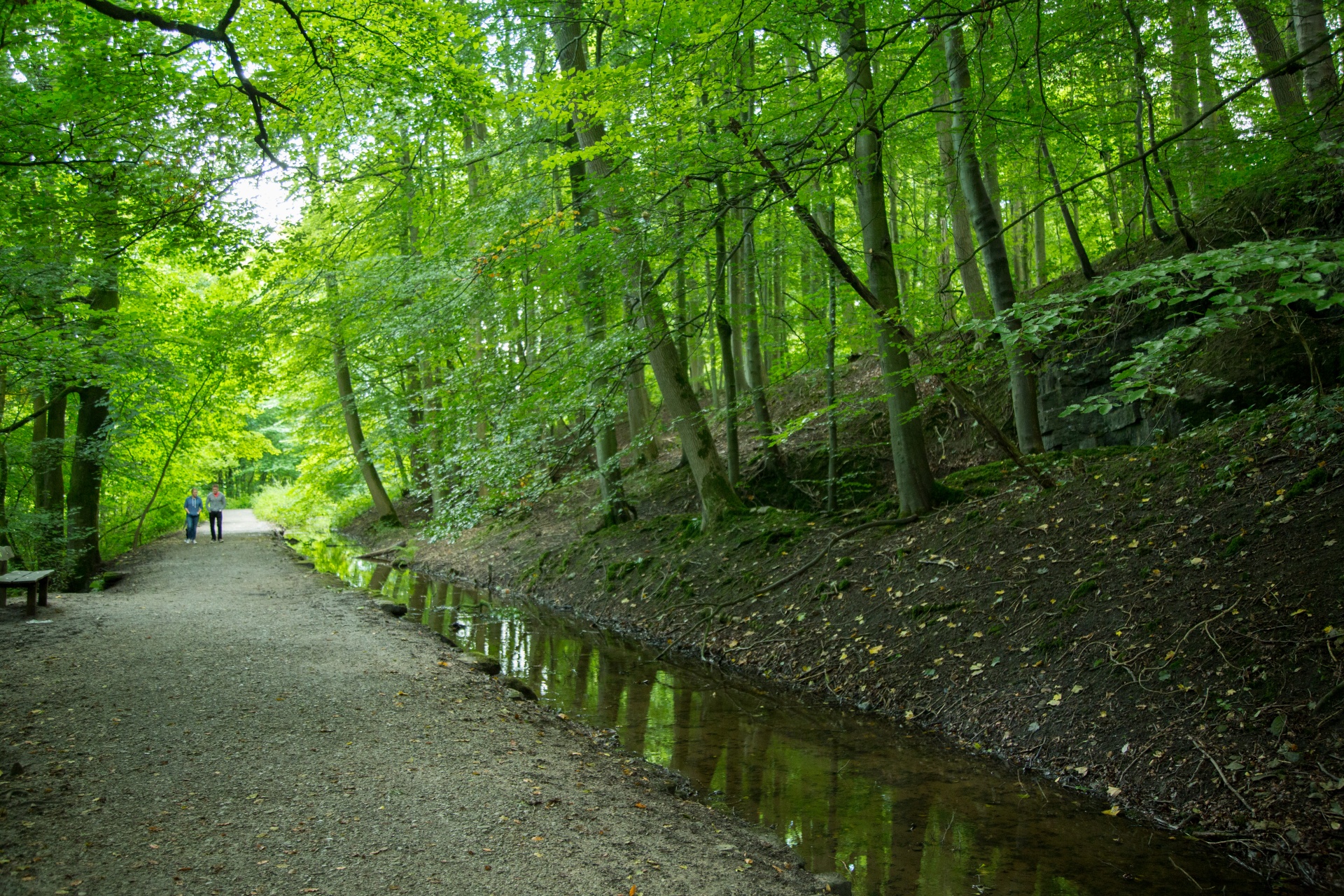 Miškas,  Medis,  Kelias,  Vasara,  Plotas,  Lauke,  Lapija,  Natūralus,  Žalias,  Dienos Šviesa