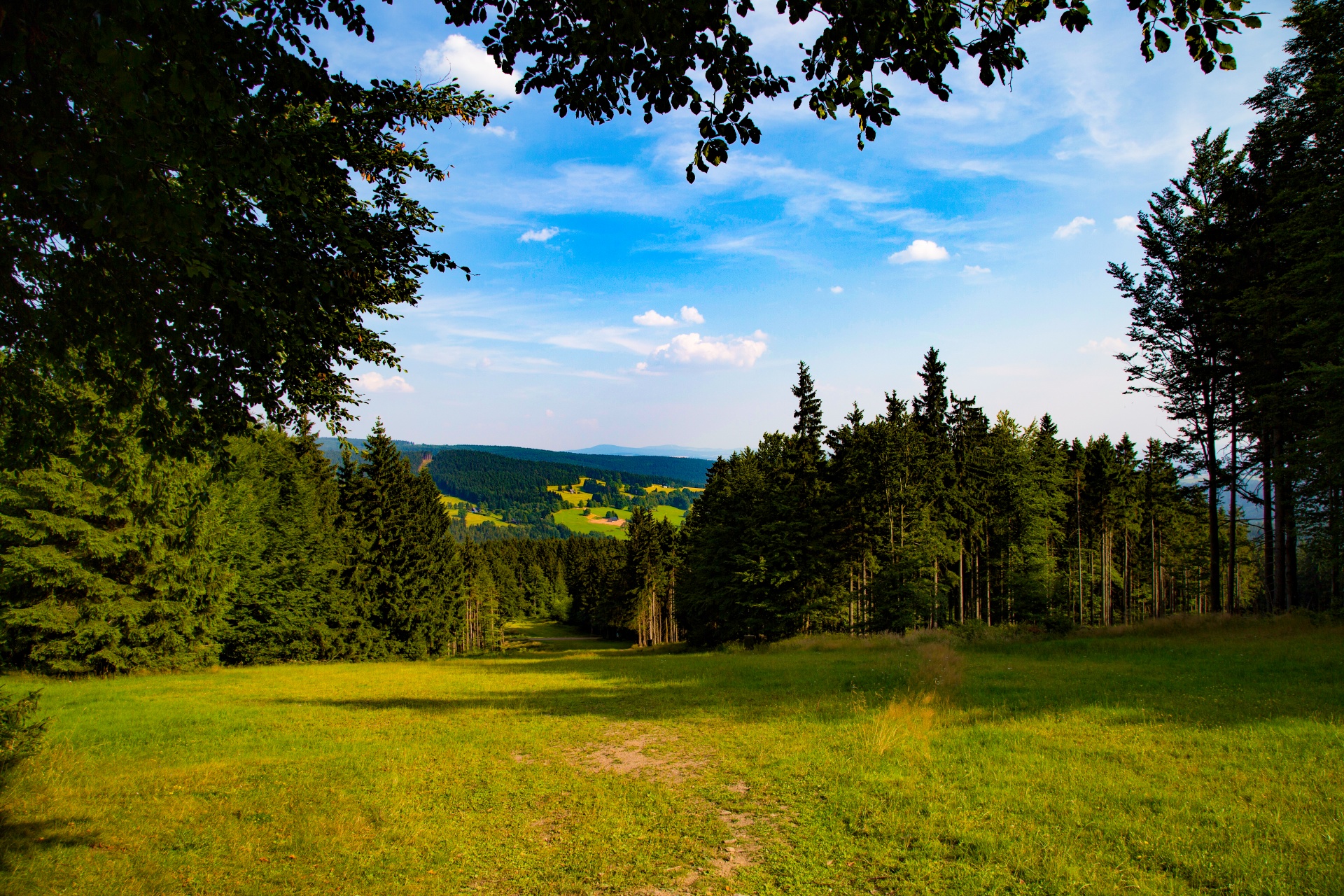 Miškas,  Medis,  Kelias,  Vasara,  Plotas,  Lauke,  Lapija,  Natūralus,  Žalias,  Dienos Šviesa