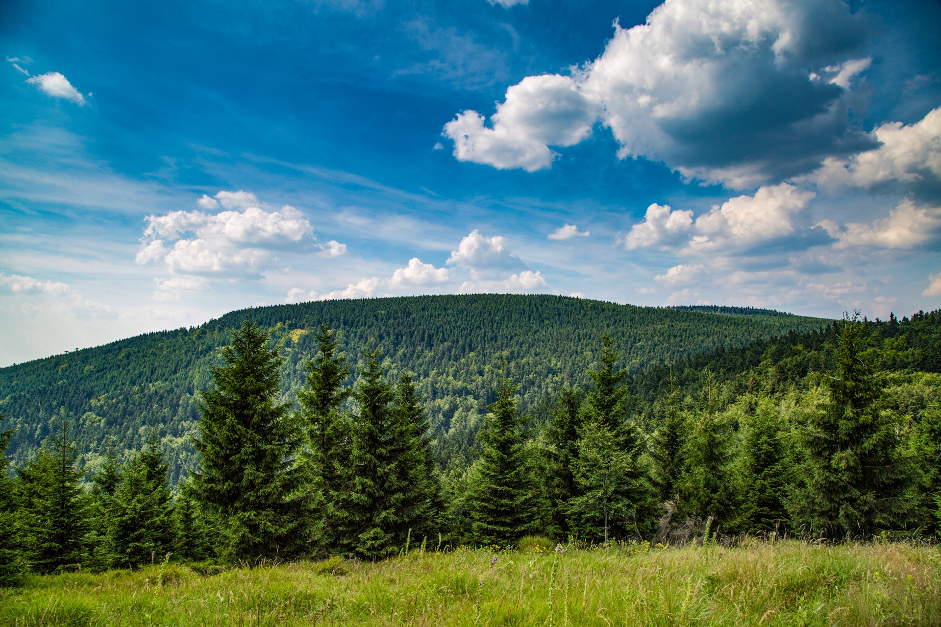 Miškas,  Medis,  Kelias,  Vasara,  Plotas,  Lauke,  Lapija,  Natūralus,  Žalias,  Dienos Šviesa