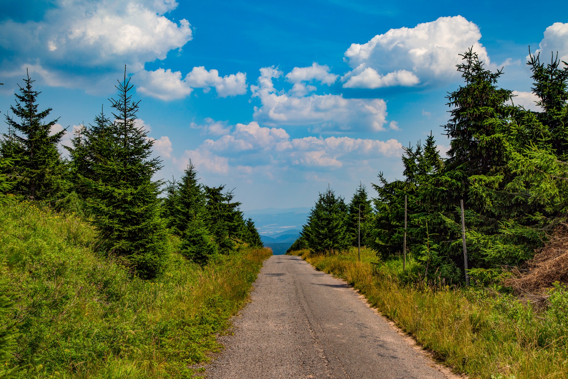 Miškas,  Medis,  Kelias,  Vasara,  Plotas,  Lauke,  Lapija,  Natūralus,  Žalias,  Dienos Šviesa