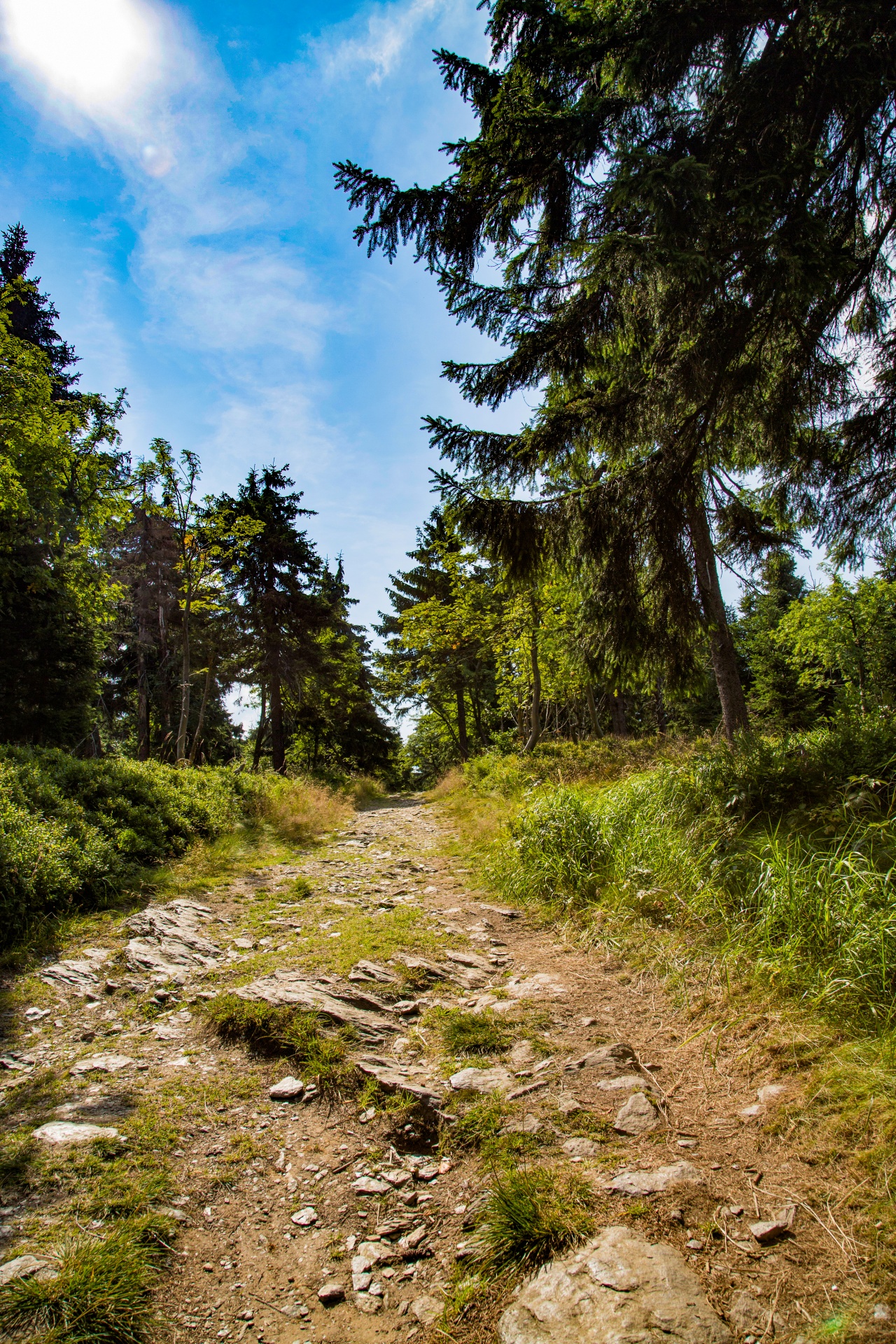 Miškas,  Medis,  Kelias,  Vasara,  Plotas,  Lauke,  Lapija,  Natūralus,  Žalias,  Dienos Šviesa