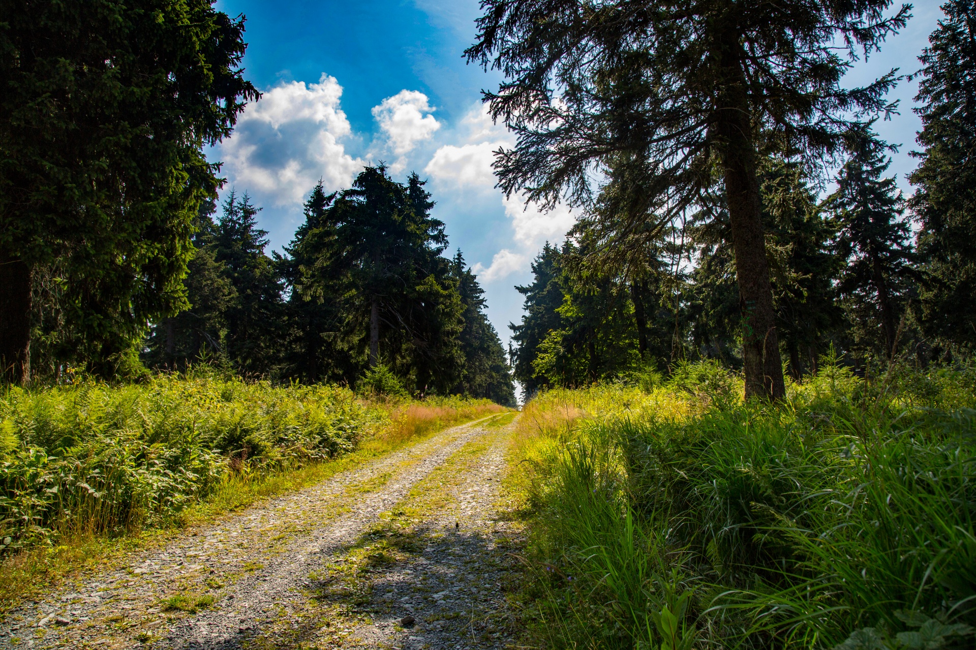 Miškas,  Medis,  Kelias,  Vasara,  Plotas,  Lauke,  Lapija,  Natūralus,  Žalias,  Dienos Šviesa