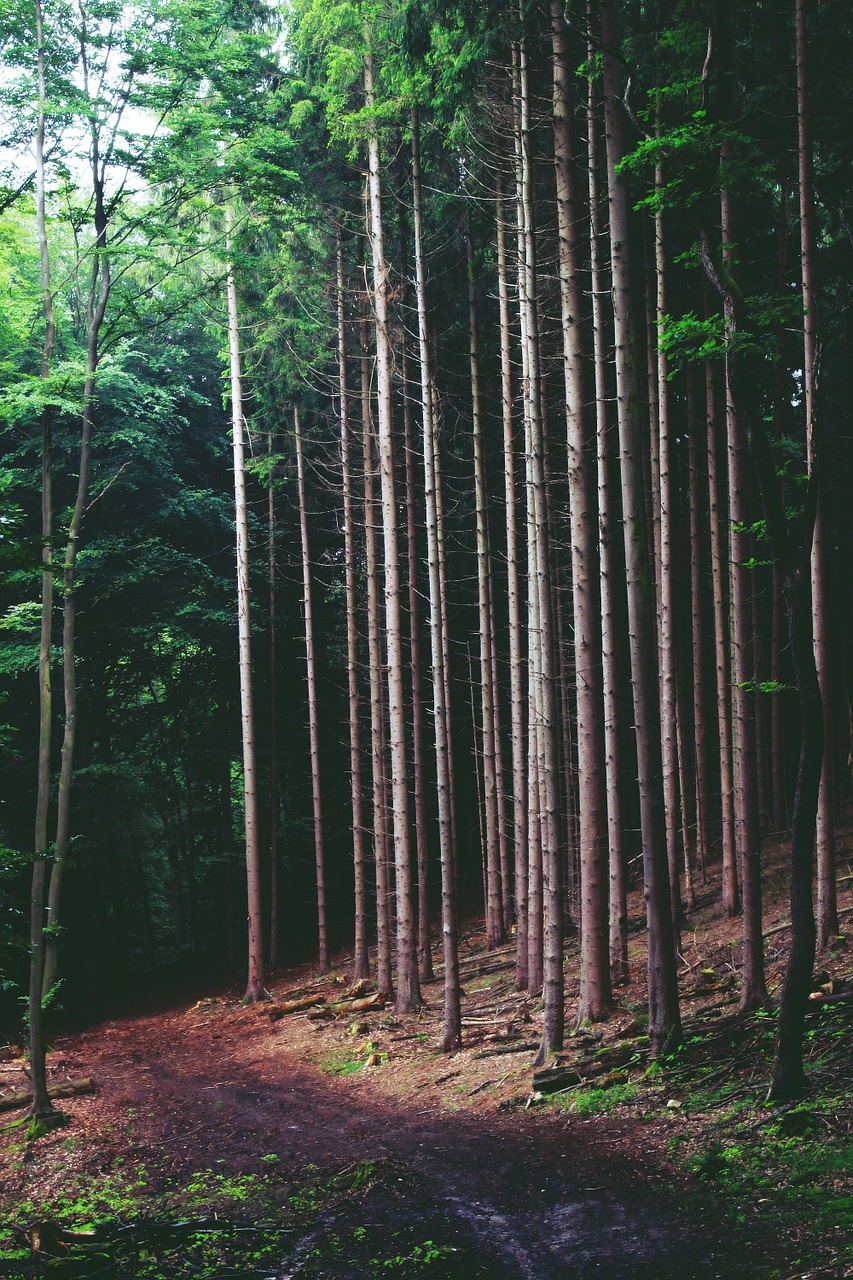 Miškas, Medžiai, Gamta, Kraštovaizdis, Miško Takas, Toli, Nuotaika, Niūrus, Atmosfera, Misticizmas