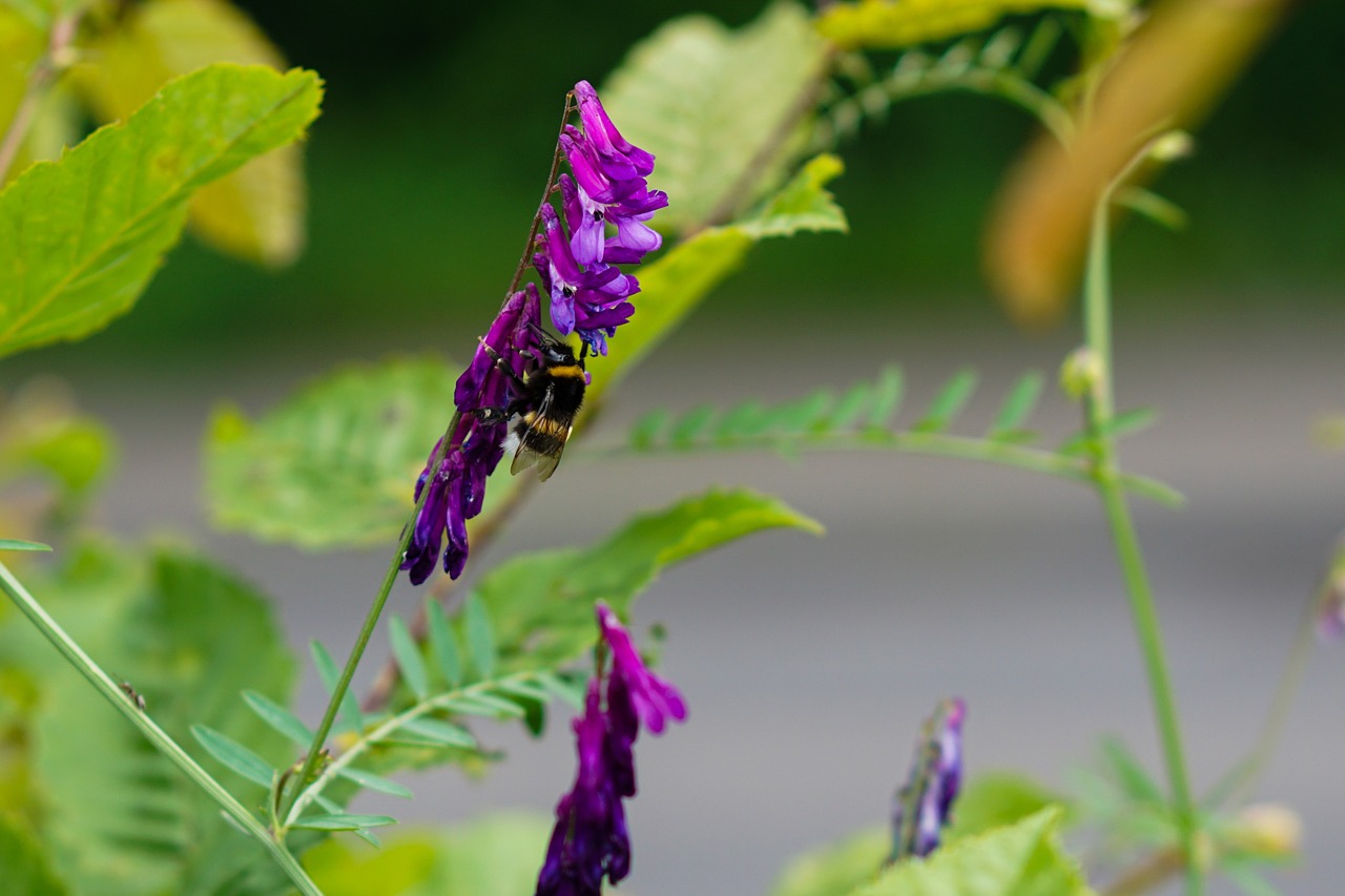 Miškas, Lapai, Violetinė, Gėlė, Lapai, Gamta, Augalas, Purpurinės Gėlės, Violetinė, Hummel