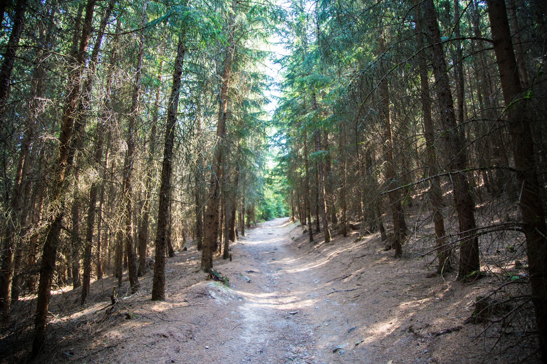 Miškas,  Medis,  Kelias,  Plotas,  Lauke,  Lapija,  Natūralus,  Žalias,  Dienos Šviesa,  Lapai