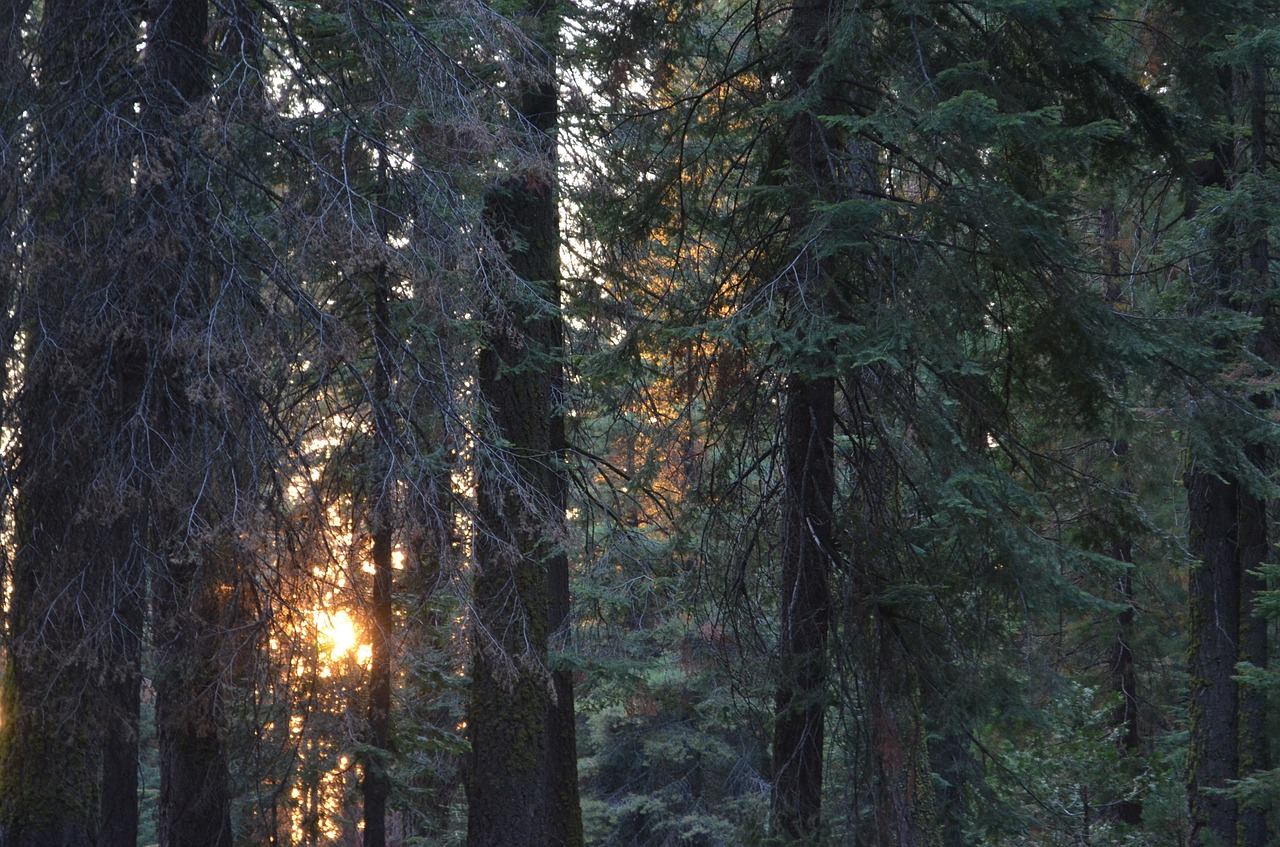 Miškas, Saulėlydis, Spygliuočių Miškas, Gamta, Medžiai, Atgal Šviesa, Nemokamos Nuotraukos,  Nemokama Licenzija