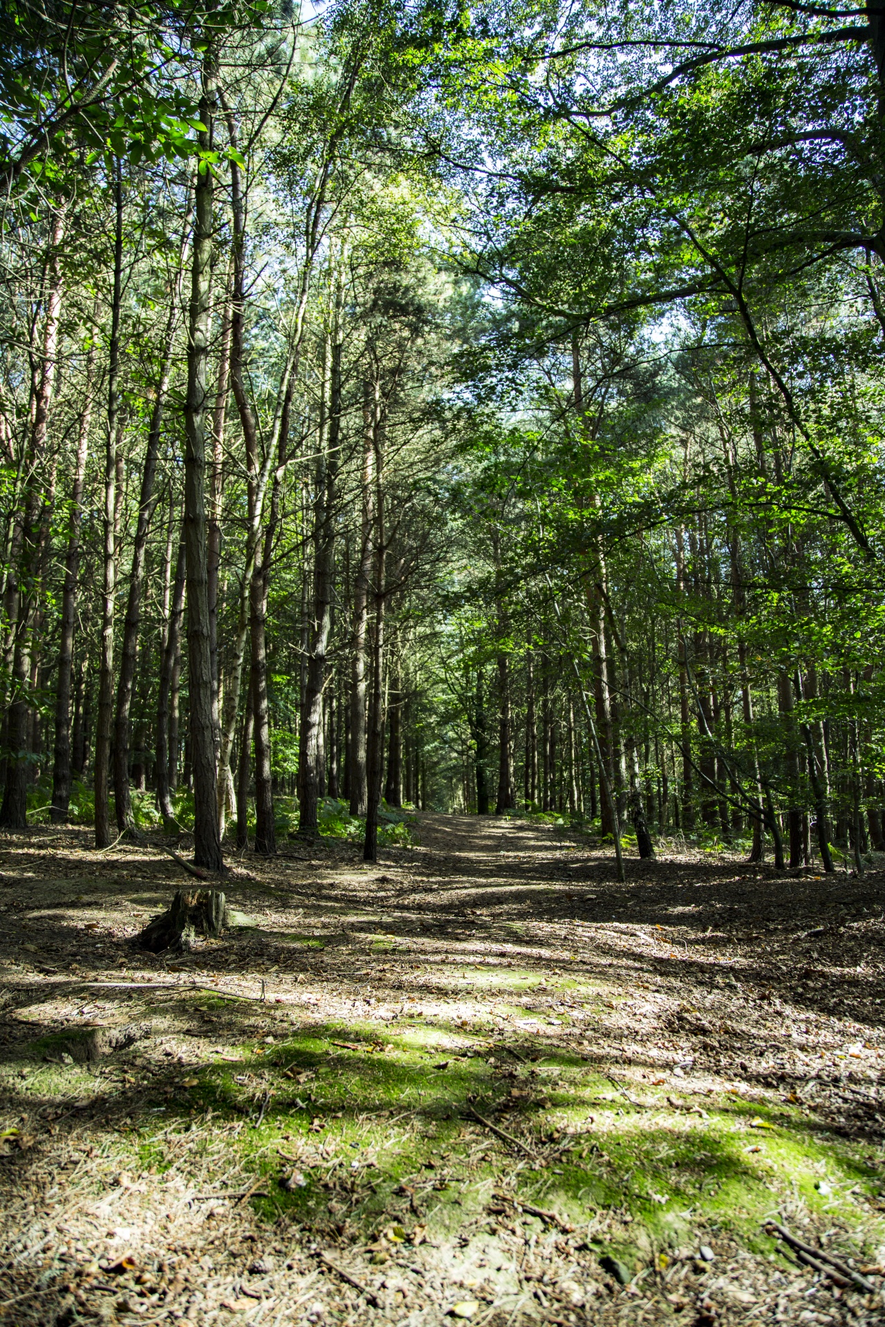 Miškas,  Medis,  Kelias,  Plotas,  Lauke,  Lapija,  Natūralus,  Žalias,  Dienos Šviesa,  Lapai