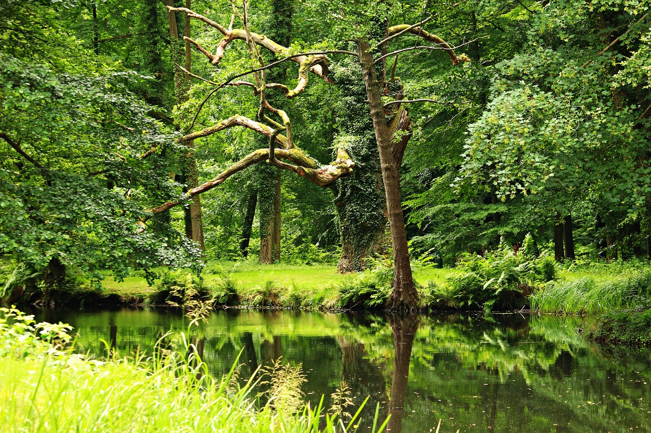 Miškas, Tvenkinys, Ežeras, Waldsee, Vandenys, Vanduo, Medžiai, Bankas, Nemokamos Nuotraukos,  Nemokama Licenzija