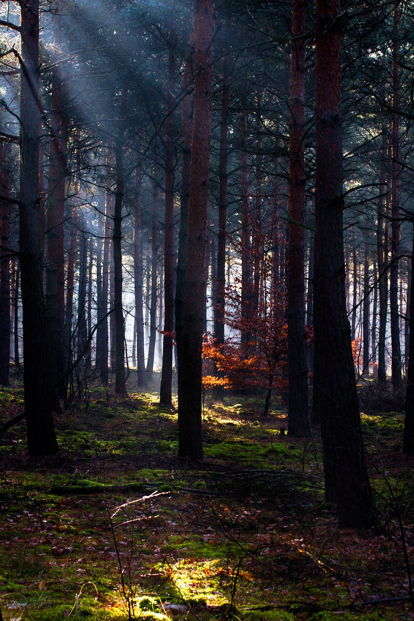 Miškas, Šviesa, Šviesos Spindulys, Morgenstimmung, Apšvietimas, Nemokamos Nuotraukos,  Nemokama Licenzija