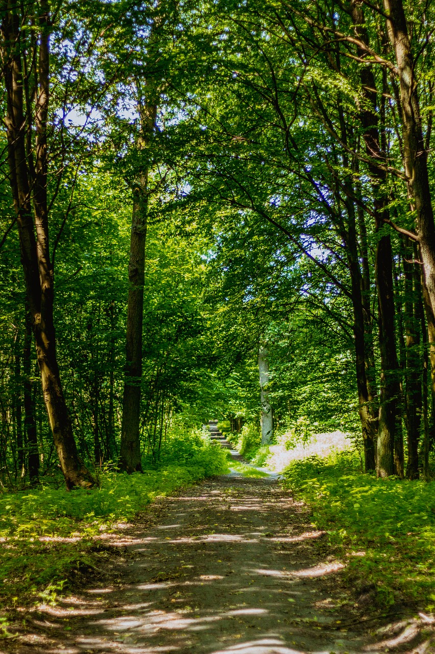 Miškas, Kelias, Lapija, Kelias, Kelias Miške, Medis, Žalias, Kraštovaizdis, Alėja, Nemokamos Nuotraukos