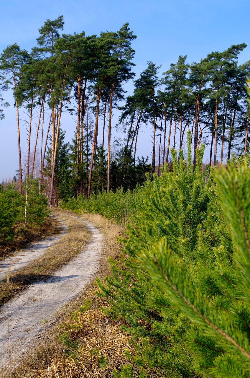 Miškas, Kelias Miške, Medis, Gamta, Nemokamos Nuotraukos,  Nemokama Licenzija