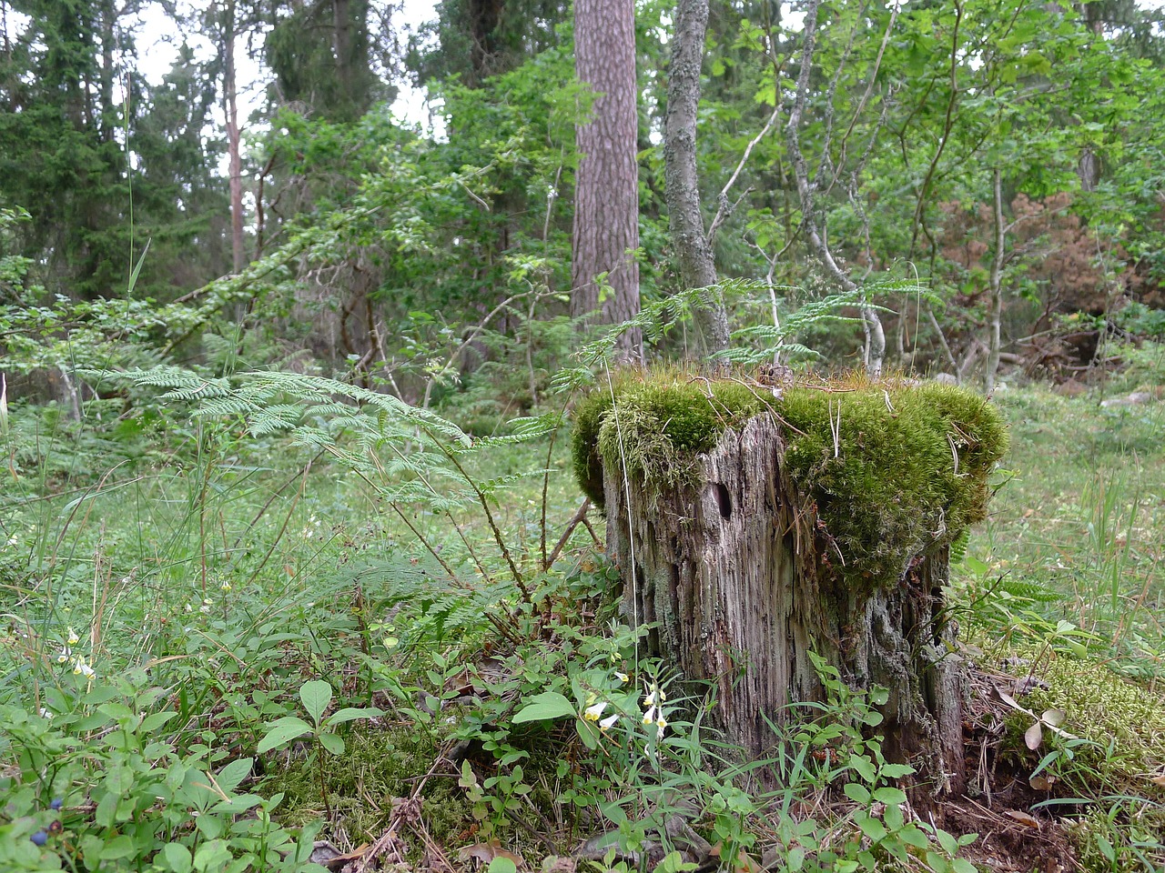 Miškas, Kump Moss, Žalias, Nemokamos Nuotraukos,  Nemokama Licenzija