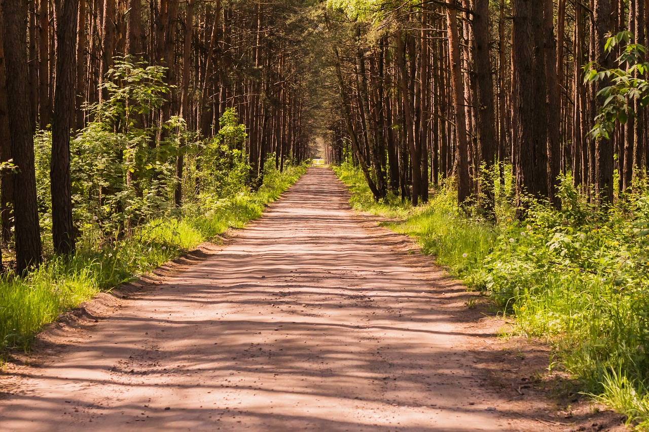 Miškas, Vasara, Gamta, Medis, Saulėta Diena, Miške, Nemokamos Nuotraukos,  Nemokama Licenzija