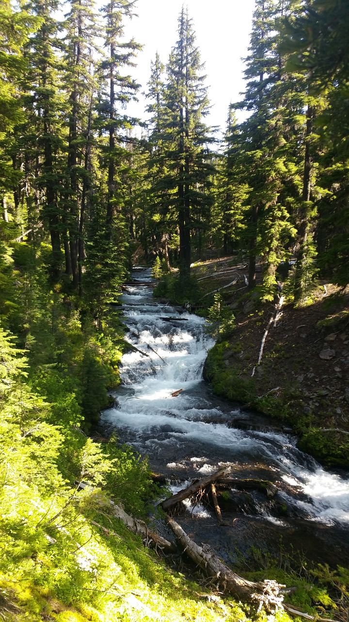 Miškas, Upė, Srautas, Oregonas, Nemokamos Nuotraukos,  Nemokama Licenzija