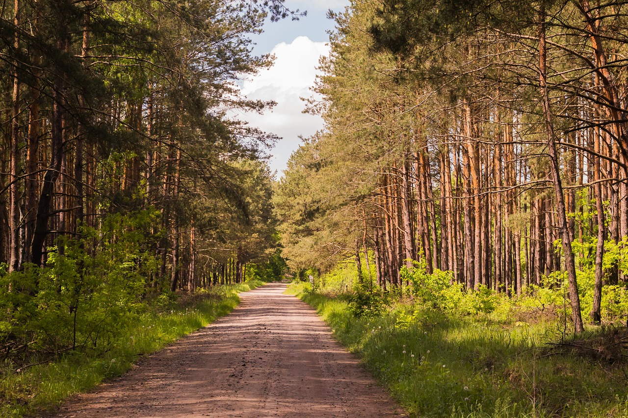 Miškas, Vasara, Medžiai, Žolė, Saulėta Diena, Nemokamos Nuotraukos,  Nemokama Licenzija