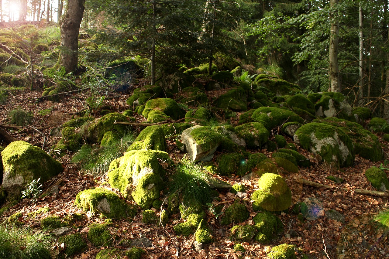 Miškas, Samanos, Žalias, Gamta, Medžiai, Augalas, Lapai, Akmenys, Rokas, Šviesa