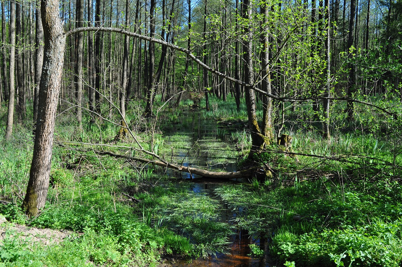 Miškas, Gamta, Pelkės, Samanos, Medis, Žalias, Nemokamos Nuotraukos,  Nemokama Licenzija