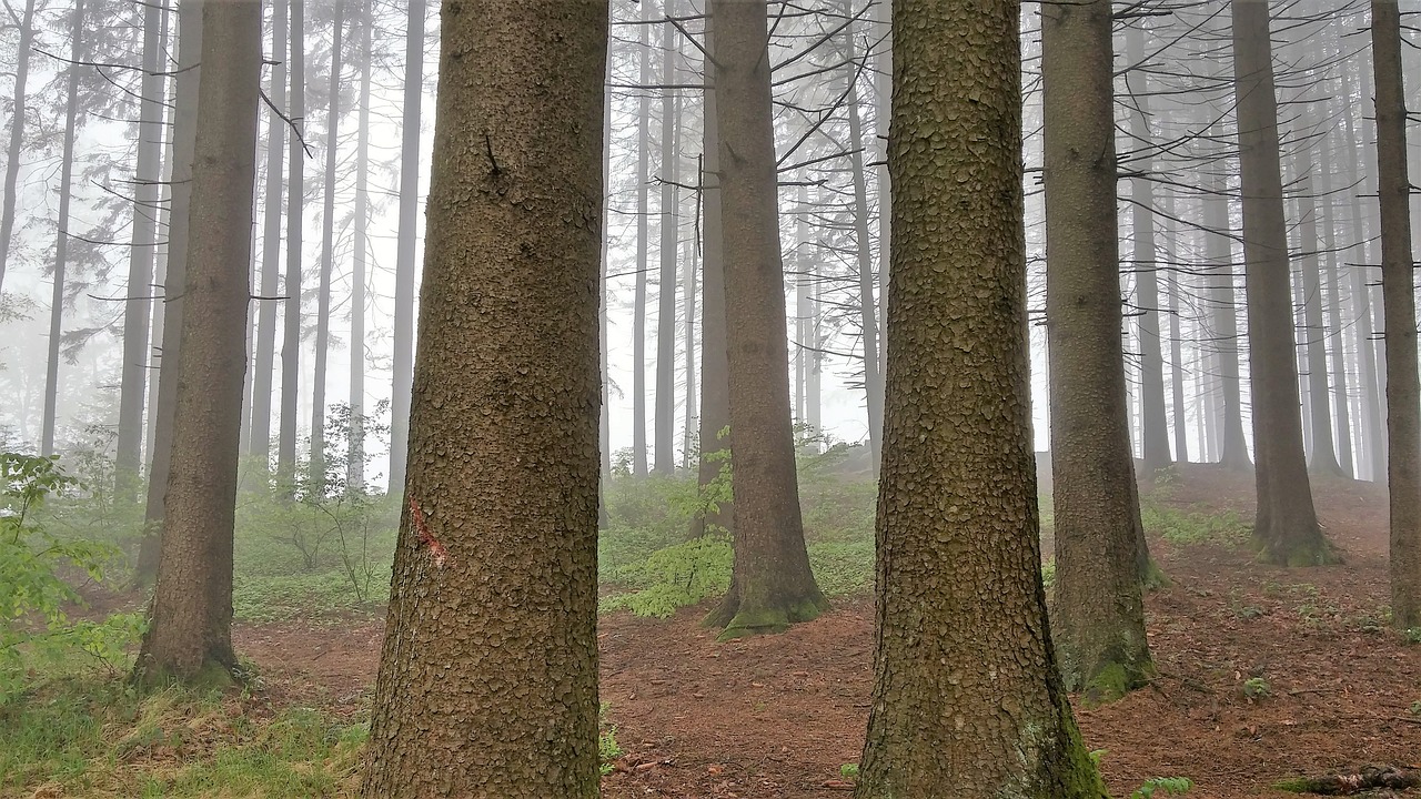 Miškas, Medžiai, Rūkas, Gamta, Nuotaika, Kraštovaizdis, Mįslingas, Atmosfera, Nemokamos Nuotraukos,  Nemokama Licenzija