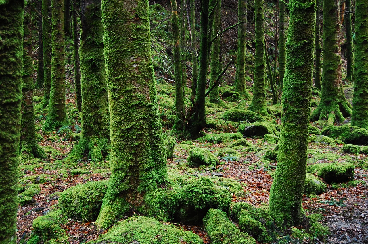 Miškas, Žalias, Sultingas, Airija, Samanos, Medžiai, Gamta, Kraštovaizdis, Poilsis, Atsipalaidavimas