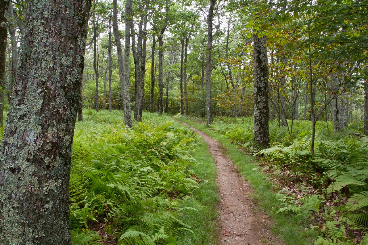 Miškas, Kelias, Akmens Takas, Shenandoah Nacionalinis Parkas, Virginia, Usa, Medžiai, Lauke, Miškai, Poilsis