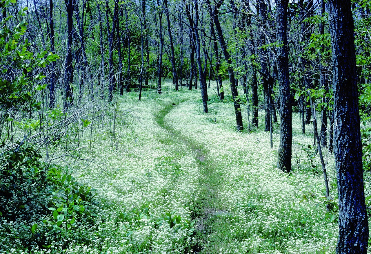 Miškas, Kelias, Apalachian Takas, Shenandoah Nacionalinis Parkas, Virginia, Usa, Medžiai, Lauke, Miškai, Poilsis