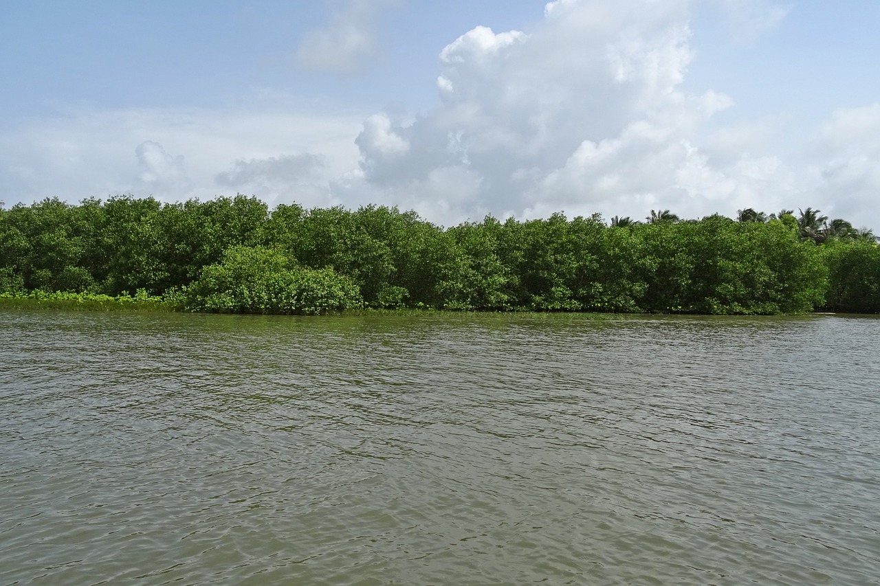 Miškas, Mangroviai, Estuarija, Kalis, Upė, Atogrąžų, Aplinka, Ekosistemos, Karwar, Karnataka