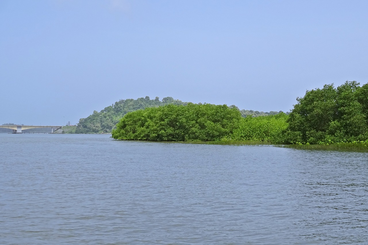 Miškas, Mangroviai, Estuarija, Kalis, Upė, Atogrąžų, Aplinka, Ekosistemos, Karwar, Karnataka