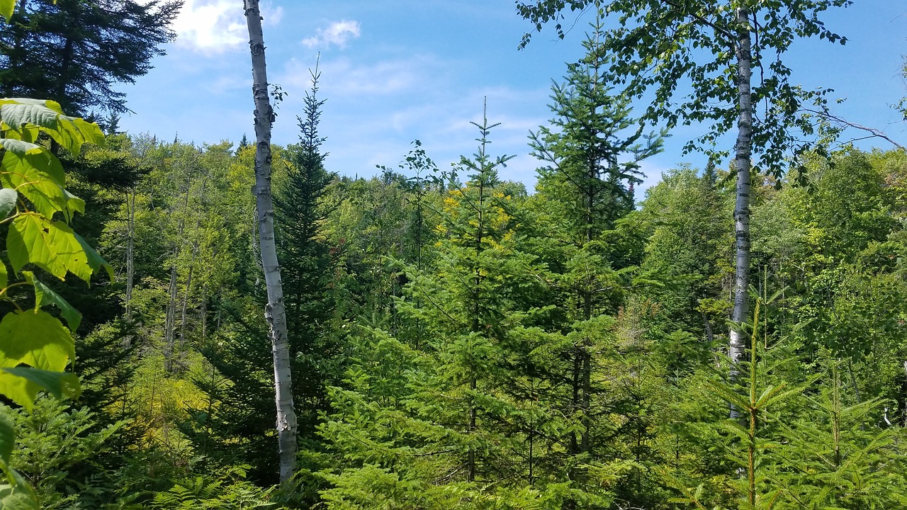 Miškas, Quebec, Kraštovaizdis, Mont, Tremblant, Gamta, Medis, Kanada, Lauke, Žalias